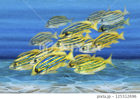 Tropical yellow fish with blue stripes. Watercolor common bluestripe snapper fish template with textures for marine-themed designs children's books, educational materials, textile, snorkeling, diving. 125312696