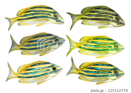 Tropical yellow fish with blue stripes. Watercolor common bluestripe snapper fish template with textures for marine-themed designs children's books, educational materials, textile, snorkeling, diving. 125312778