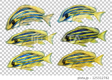 Tropical yellow fish with blue stripes. Watercolor common bluestripe snapper fish template with textures for marine-themed designs children's books, educational materials, textile, snorkeling, diving. 125312782