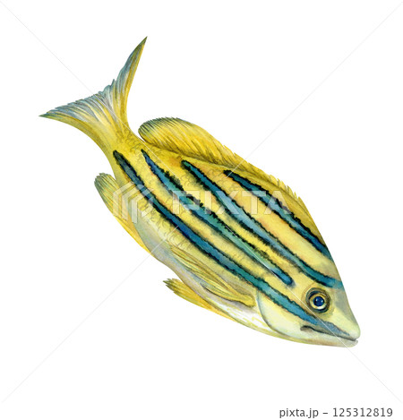 Tropical yellow fish with blue stripes. Watercolor common bluestripe snapper fish template with textures for marine-themed designs children's books, educational materials, textile, snorkeling, diving. Tropical yellow fish with blue stripes. Watercolor common bluestripe snapper fish template with textures for marine-themed designs children's books, educational materials, textile, snorkeling, diving. 125312819