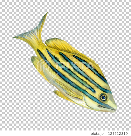 Tropical yellow fish with blue stripes. Watercolor common bluestripe snapper fish template with textures for marine-themed designs children's books, educational materials, textile, snorkeling, diving. Tropical yellow fish with blue stripes. Watercolor common bluestripe snapper fish template with textures for marine-themed designs children's books, educational materials, textile, snorkeling, diving. 125312819
