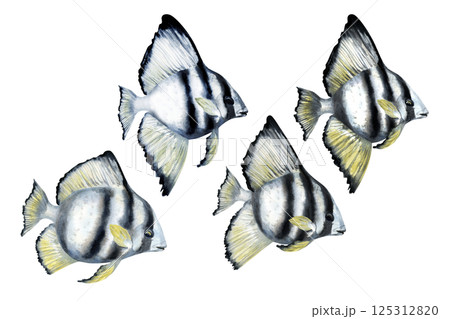 Tropical fish with black stripes and yellow fins. Watercolor realistic platax fish template with detailed textures for sea designs, children's books, educational, textiles, snorkeling, diving. Tropical fish with black stripes and yellow fins. Watercolor realistic platax fish template with detailed textures for sea designs, children's books, educational, textiles, snorkeling, diving. 125312820