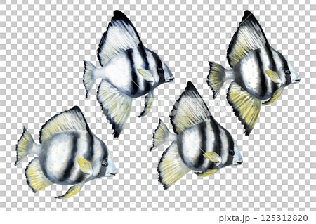 Tropical fish with black stripes and yellow fins. Watercolor realistic platax fish template with detailed textures for sea designs, children's books, educational, textiles, snorkeling, diving. Tropical fish with black stripes and yellow fins. Watercolor realistic platax fish template with detailed textures for sea designs, children's books, educational, textiles, snorkeling, diving. 125312820