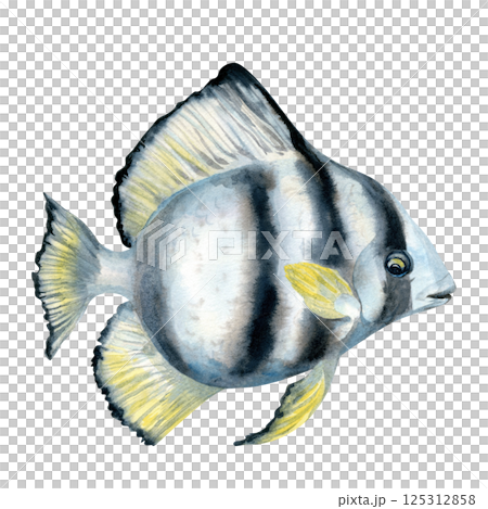 Tropical fish with black stripes and yellow fins. Watercolor realistic platax fish template with detailed textures for sea designs, children's books, educational, textiles, snorkeling, diving. Tropical fish with black stripes and yellow fins. Watercolor realistic platax fish template with detailed textures for sea designs, children's books, educational, textiles, snorkeling, diving. 125312858