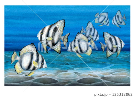 Tropical fish with black stripes and yellow fins. Watercolor realistic platax fish template with detailed textures for sea designs, children's books, educational, textiles, snorkeling, diving. 125312862