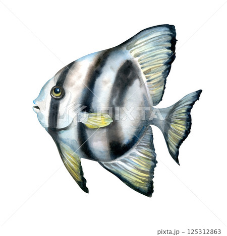 Tropical fish with black stripes and yellow fins. Watercolor realistic platax fish template with detailed textures for sea designs, children's books, educational, textiles, snorkeling, diving. 125312863