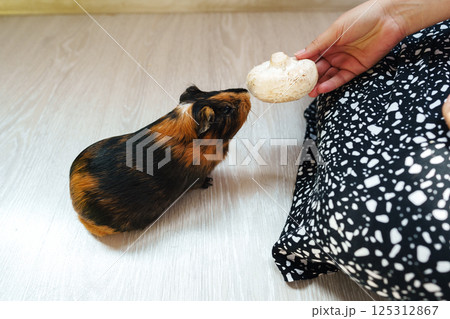 Guinea pig interacts with a human hand offering food in a cozy indoor setting Guinea pig interacts with a human hand offering food in a cozy indoor setting 125312867