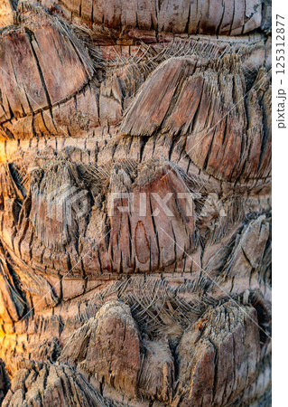 Detailed view of a weathered palm tree trunk showcasing texture and patterns in natural sunlight Detailed view of a weathered palm tree trunk showcasing texture and patterns in natural sunlight 125312877