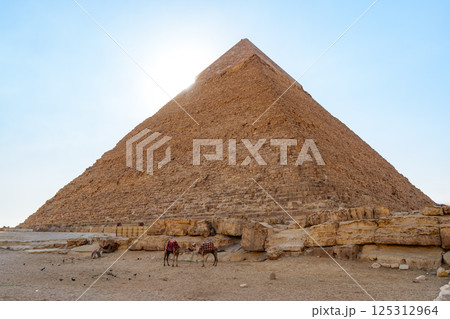 Giza Pyramids under a clear sky with camels grazing in the foreground during midday Giza Pyramids under a clear sky with camels grazing in the foreground during midday 125312964