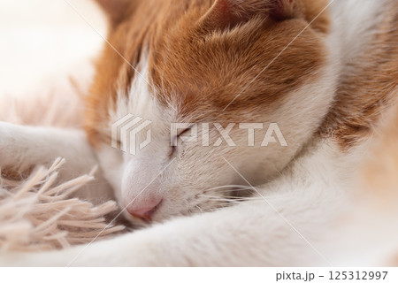 眠る猫 茶トラ白 眠る猫 茶トラ白 125312997