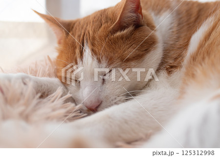 眠る猫　茶トラ白 125312998