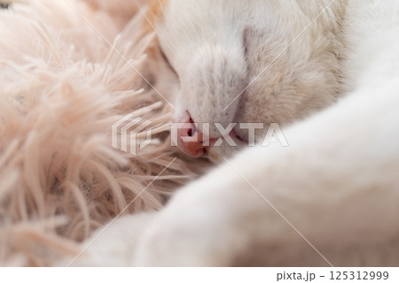 眠る猫 茶トラ白 眠る猫 茶トラ白 125312999