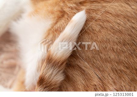 可愛い猫の毛並み 125313001