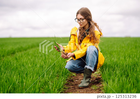 Farmer woman holding green wheat sprouts, checking growth. Scientist is checking the plant. Farmer woman holding green wheat sprouts, checking growth. Scientist is checking the plant. 125313236