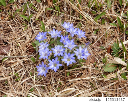 春の湿地の植物(ハルリンドウ) 春の湿地の植物(ハルリンドウ) 125313487