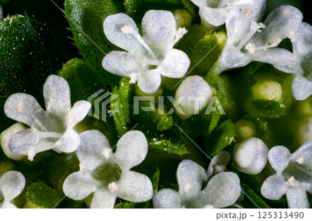 ノヂシャの花 ノヂシャの花 125313490