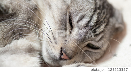 窓辺で眠る猫　サバトラ猫 125313537