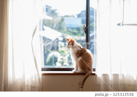 窓辺で座る猫　茶トラ白 125313538
