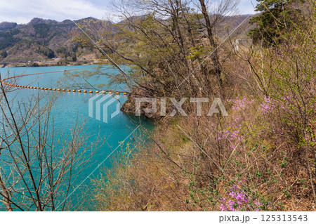 春の八ッ場あがつま湖　群馬県八ッ場ダム 125313543