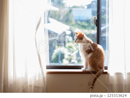 窓辺で座る猫 茶トラ白 窓辺で座る猫 茶トラ白 125313624