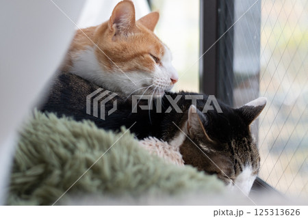 窓辺でくつろぐ二匹の猫 窓辺でくつろぐ二匹の猫 125313626