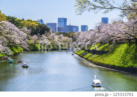 春の千鳥ヶ淵　桜咲く都市の風景【東京都・千代田区】 125313701