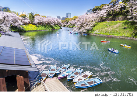 春の千鳥ヶ淵　桜咲くボート乗り場の風景【東京都・千代田区】 125313702