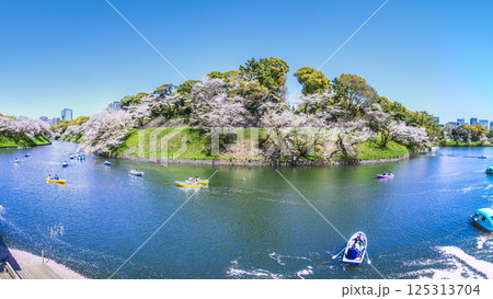 春の千鳥ヶ淵のパノラマ風景【東京都・千代田区】 125313704