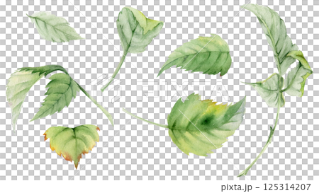 Leaves of flower, bush tree plant foliage hand drawn in watercolor, Raspberry maple sycamore poplar lilac. Isolated botanical nature illustration. Wedding florist, scrapbooking decoupage, cosmetics 125314207