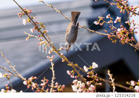 桜の枝から飛び立つヒヨドリ 125314216