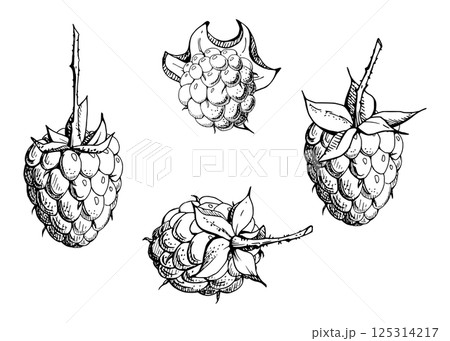 Raspberry ripe sloe fruit with leaves on stalk hand drawn in vector ink, garden berry mulberry loganberry cloudberry. Botanical isolated illustration. Home preserves cookbook, grocery store, closeup 125314217