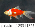ハートの金魚 125314225