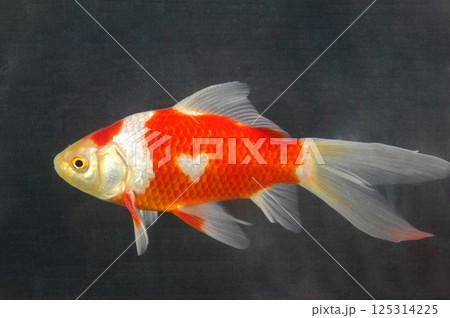 ハートの金魚 125314225