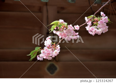 八重桜  八重桜  125314267