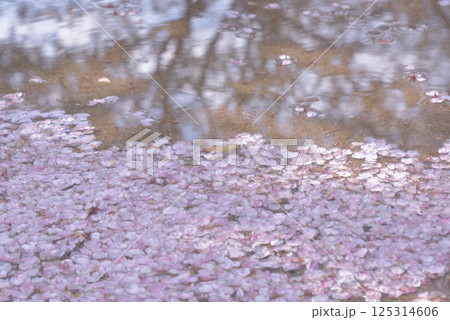 徒桜 徒桜 125314606