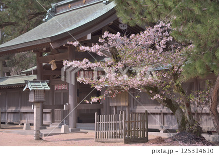 徒桜 徒桜 125314610