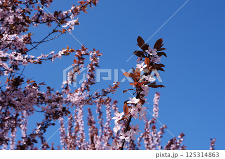 Plum blossoms in spring. Blue clear sky. Place for text. 125314863