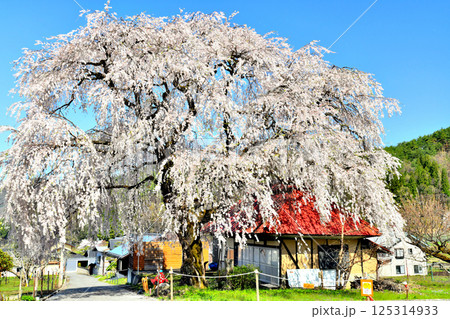 中塩のしだれ桜(長野県高山村)【2025.4】 125314933