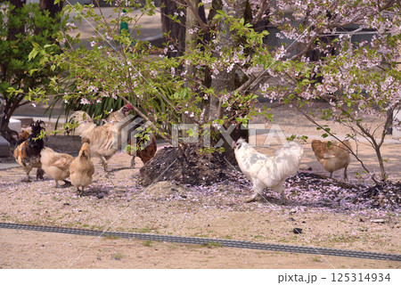 鶏も花見 鶏も花見 125314934