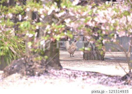 鶏も花見 鶏も花見 125314935