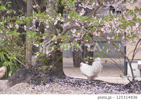 鶏も花見 鶏も花見 125314936