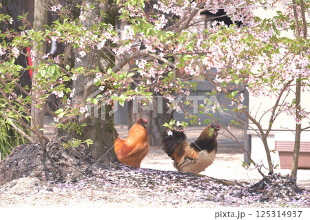 鶏も花見 125314937