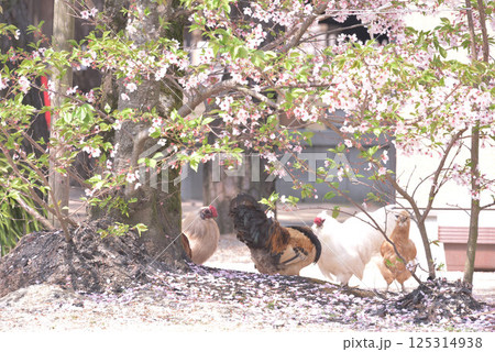鶏も花見 鶏も花見 125314938