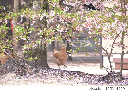 鶏も花見 鶏も花見 125314939