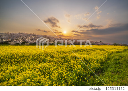 春の権現堂公園 夕焼け色に染まる満開の桜と菜の花【埼玉県・幸手市】 春の権現堂公園 夕焼け色に染まる満開の桜と菜の花【埼玉県・幸手市】 125315132