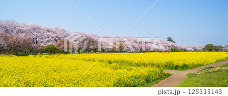 埼玉・権現堂公園の春の絶景 青空に映える満開の桜と菜の花【埼玉県・幸手市】 埼玉・権現堂公園の春の絶景 青空に映える満開の桜と菜の花【埼玉県・幸手市】 125315143