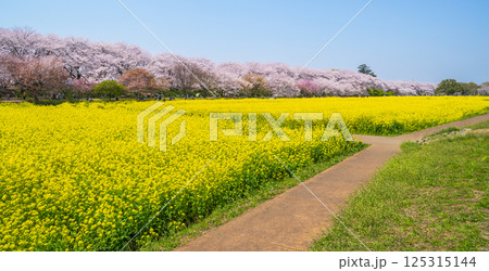 埼玉・権現堂公園の春の絶景 青空に映える満開の桜と菜の花【埼玉県・幸手市】 埼玉・権現堂公園の春の絶景 青空に映える満開の桜と菜の花【埼玉県・幸手市】 125315144