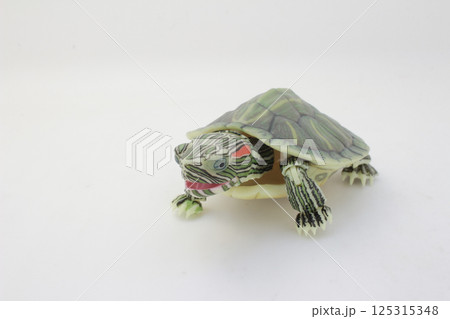 Close-Up of a Green Turtle Isolated on a White Background Close-Up of a Green Turtle Isolated on a White Background 125315348