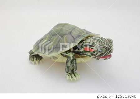 Close-Up of a Green Turtle Isolated on a White Background 125315349