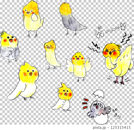 ゆるい可愛いオカメインコたち ゆるい可愛いオカメインコたち 125315415